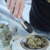 Harlequin (High CBD) - Image 3