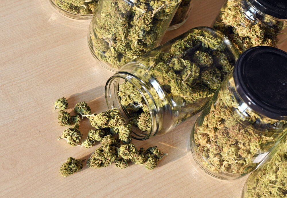 Harlequin (High CBD)